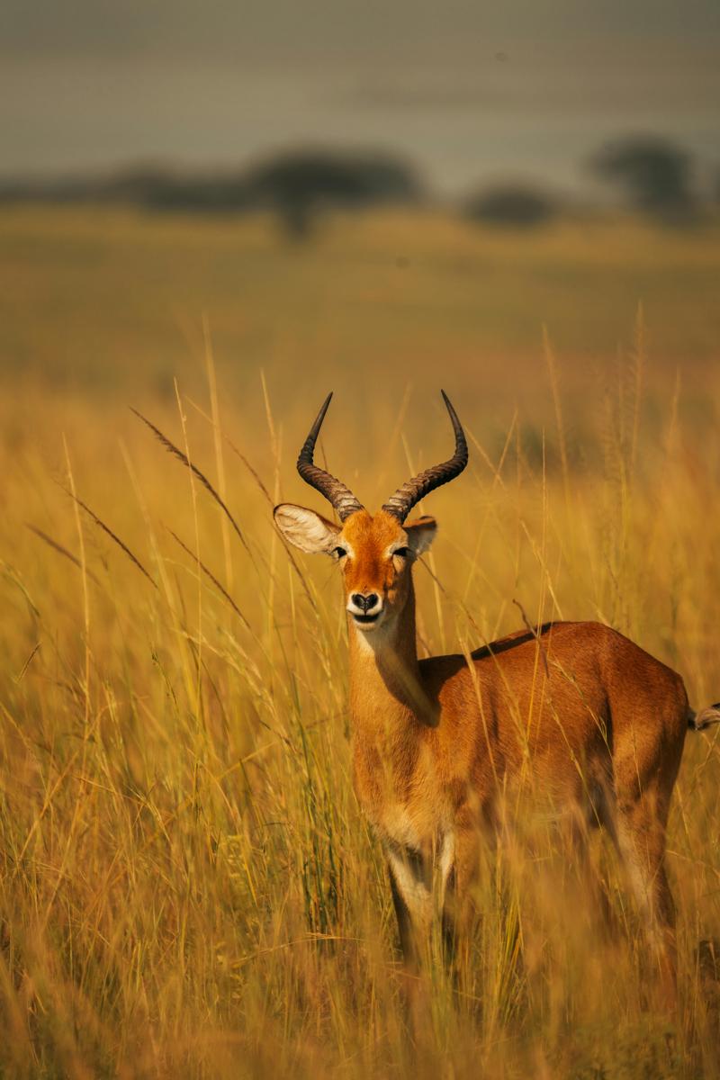 African wildlife