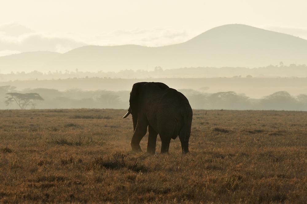 African wildlife