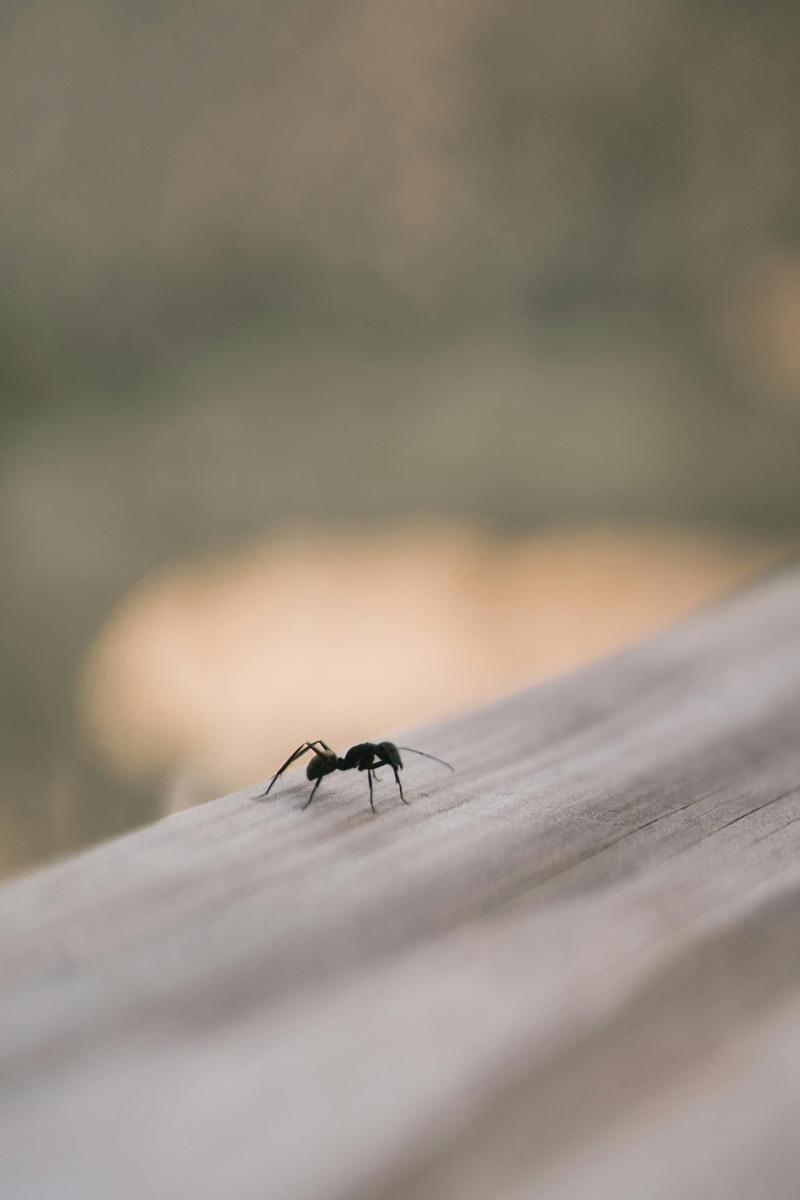 Ant castes