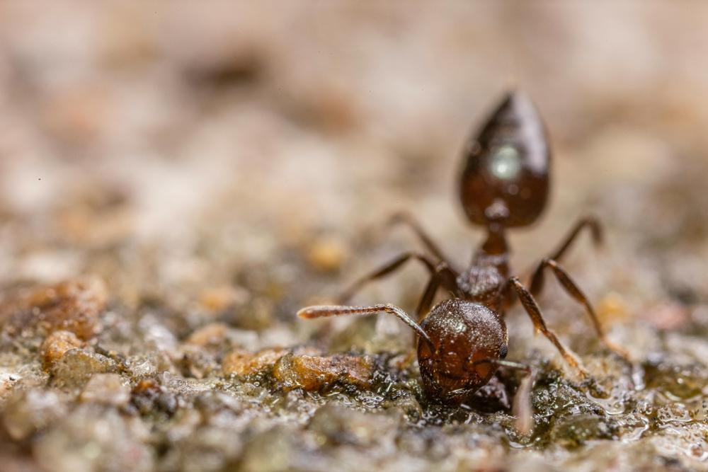 Ant castes