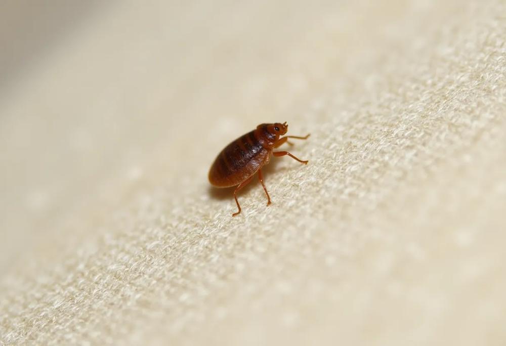 Bed bugs