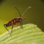 Jakie ptaki zimują w polsce i jak przystosowują się do trudnych warunków?