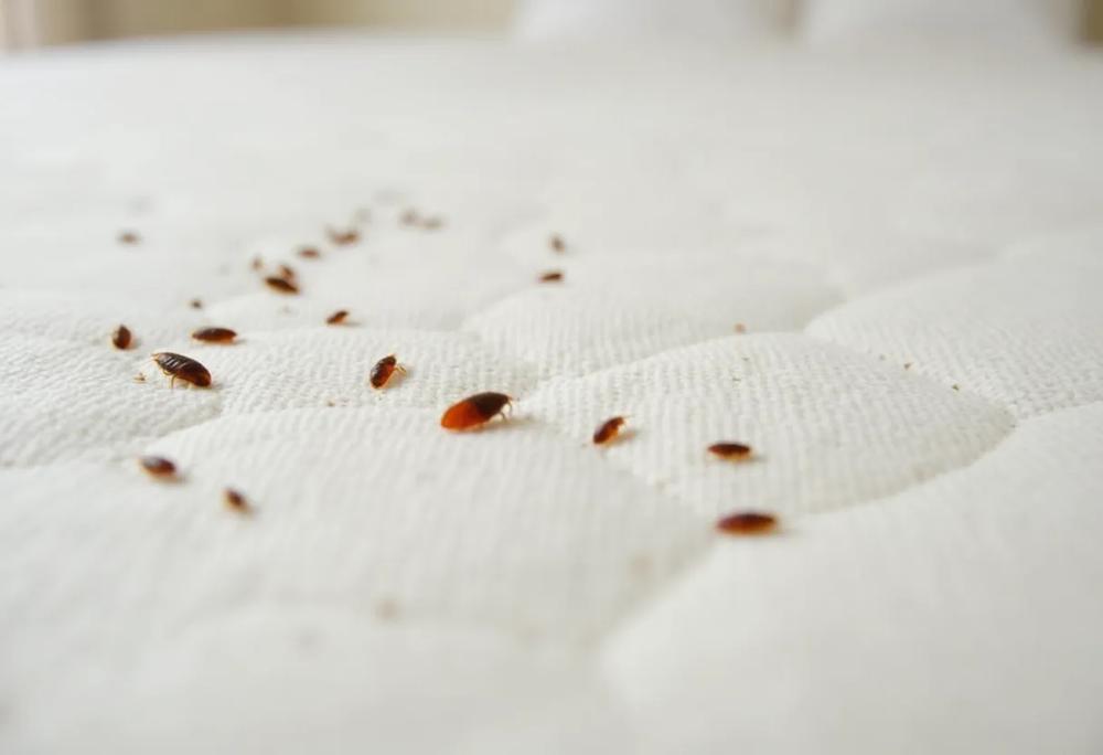 Bed bugs