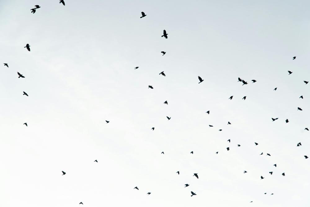 Birds flying