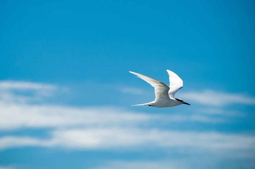 Birds flying