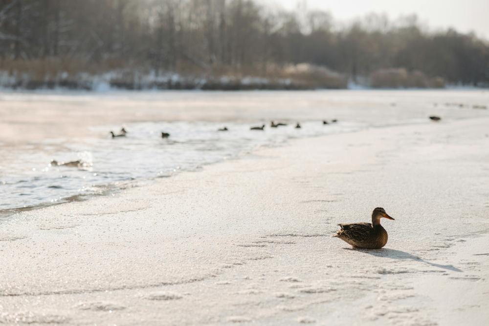 Birds snow