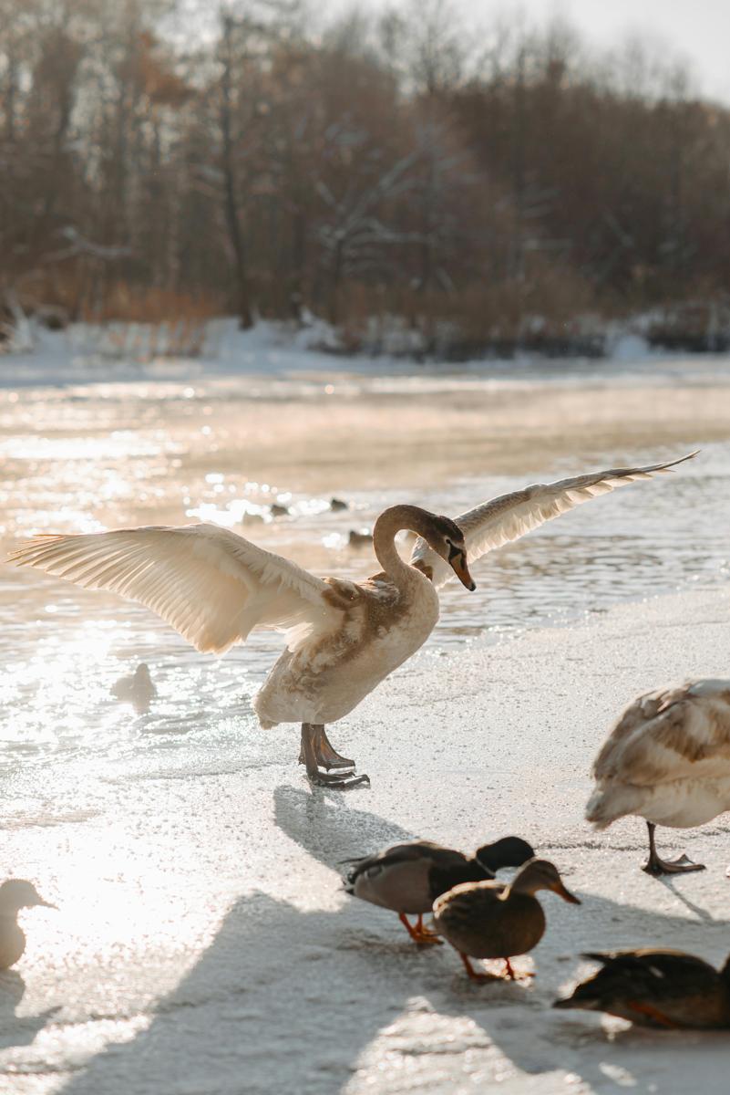 Birds snow