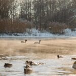Jak gryzą pluskwy i jak je skutecznie rozpoznać w swoim otoczeniu
