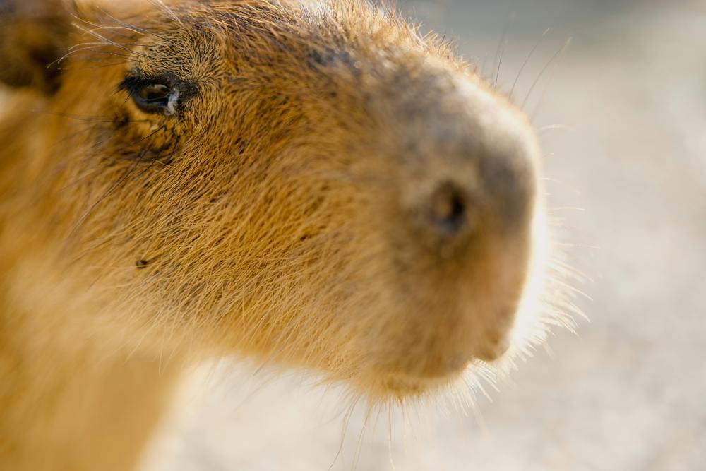 Capybara rodent