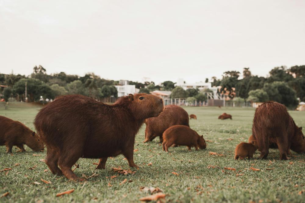 Capybara rodent