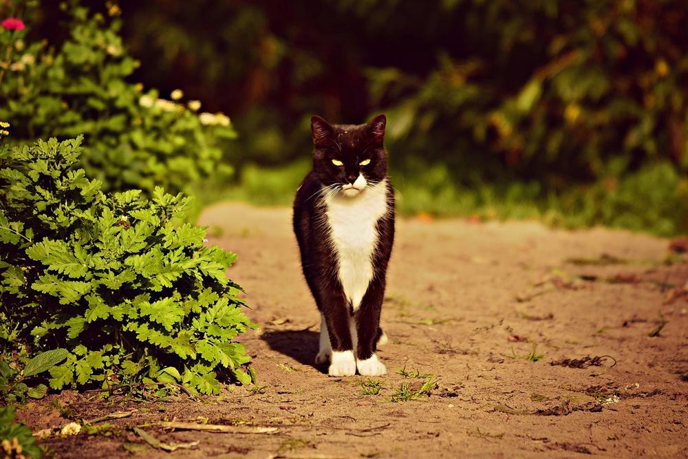 Cat pet