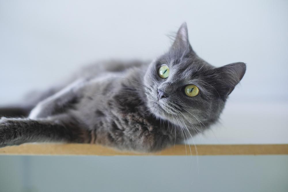 Cat pet