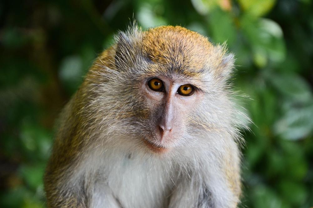 Cute monkey