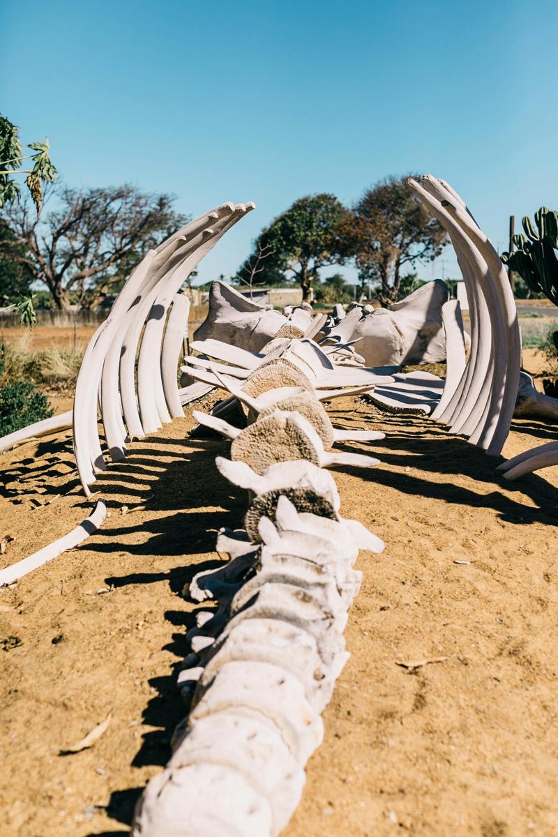 Dodo skeleton