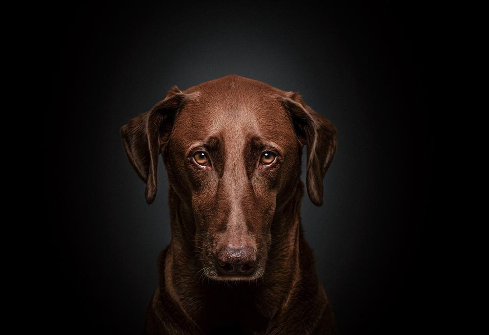 Dog drawing