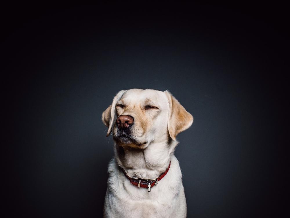 Dog drawing