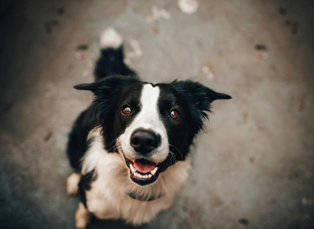 Dog portrait