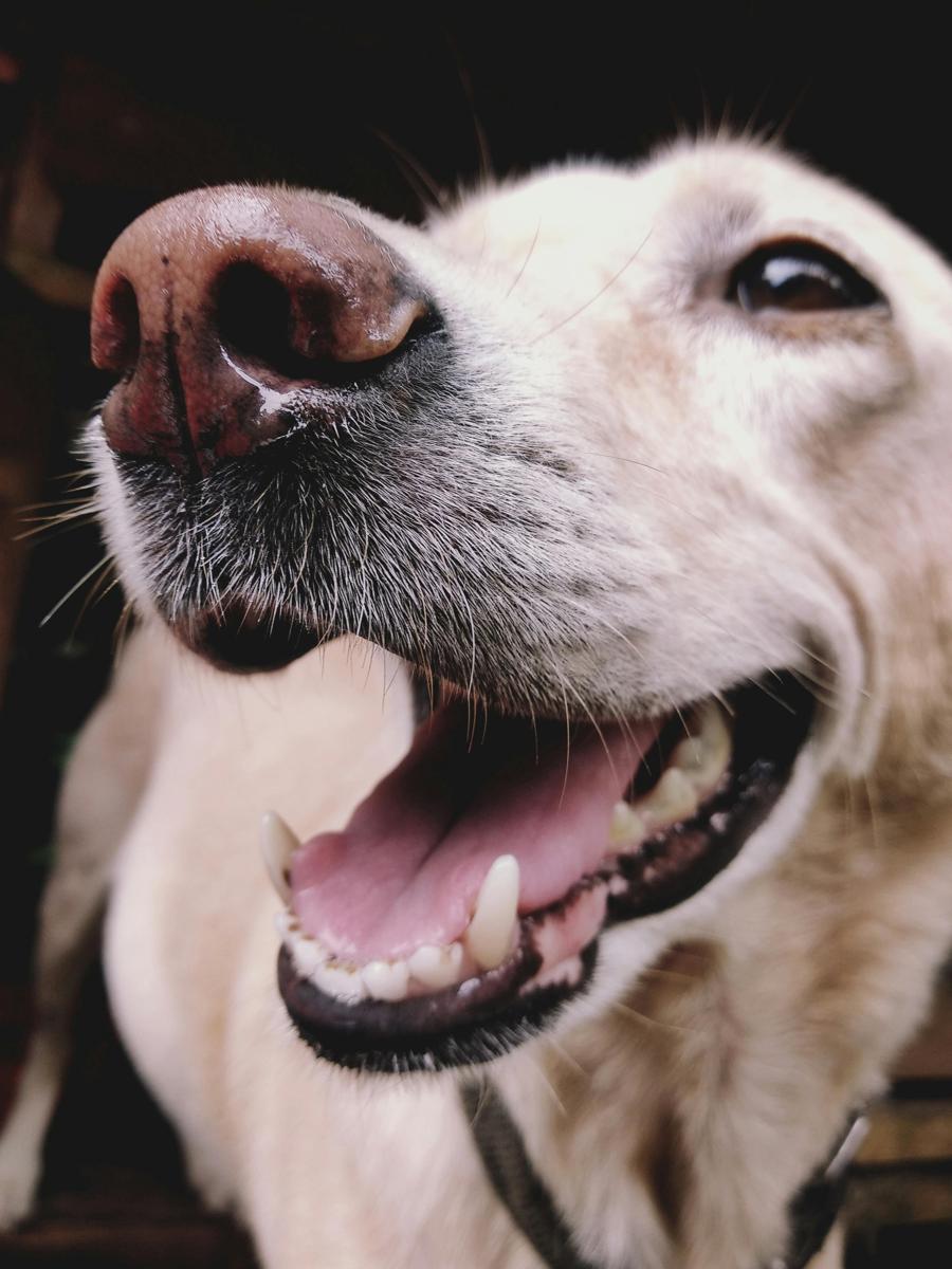 Dog portrait