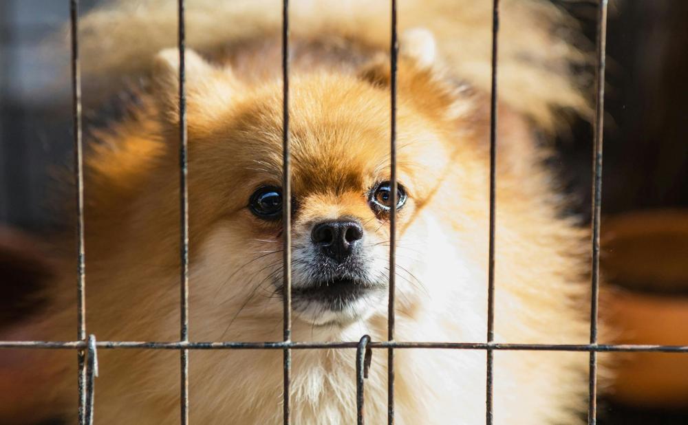 Dog shelter