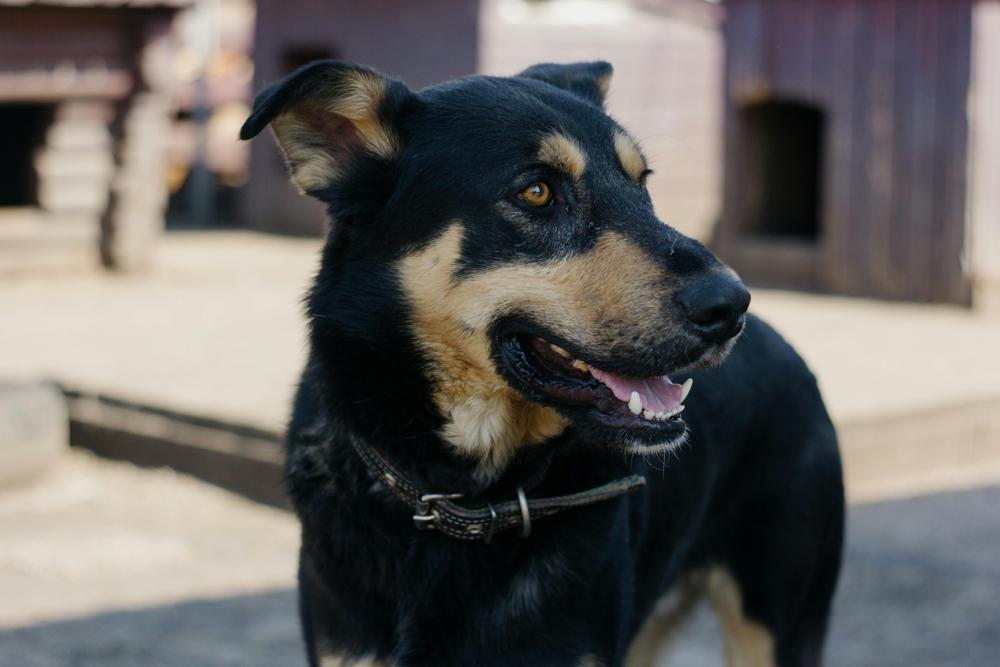 Dog shelter