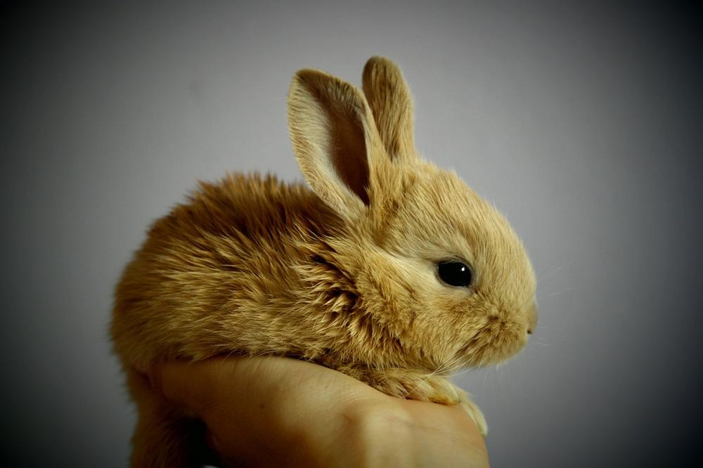 Dwarf rabbit