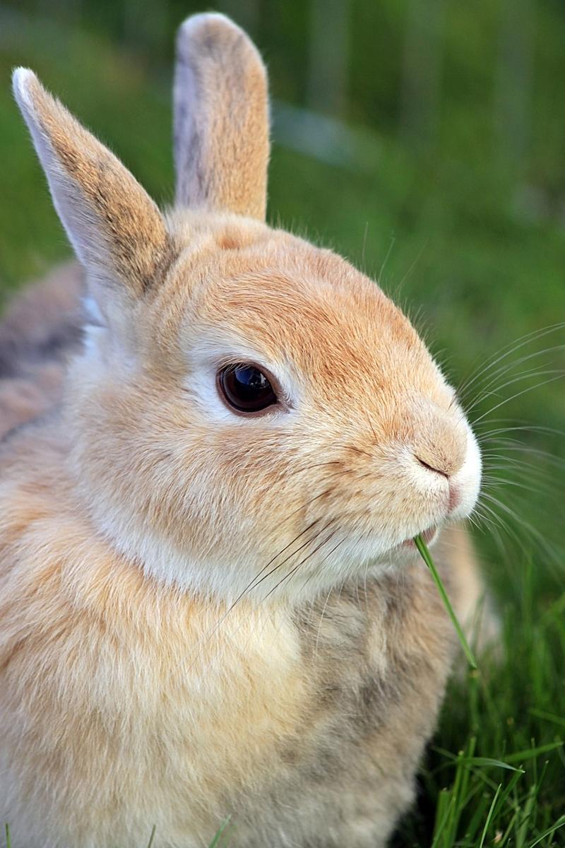 Dwarf rabbit
