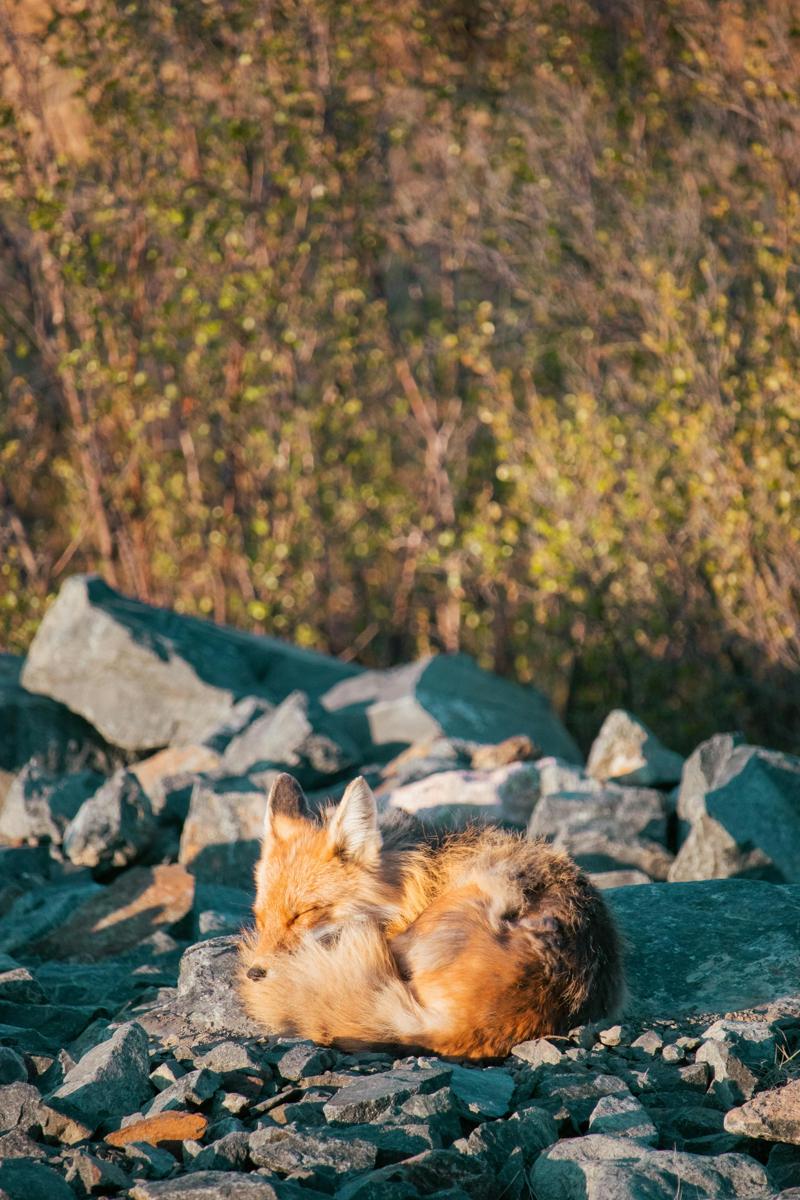 Foxes wildlife