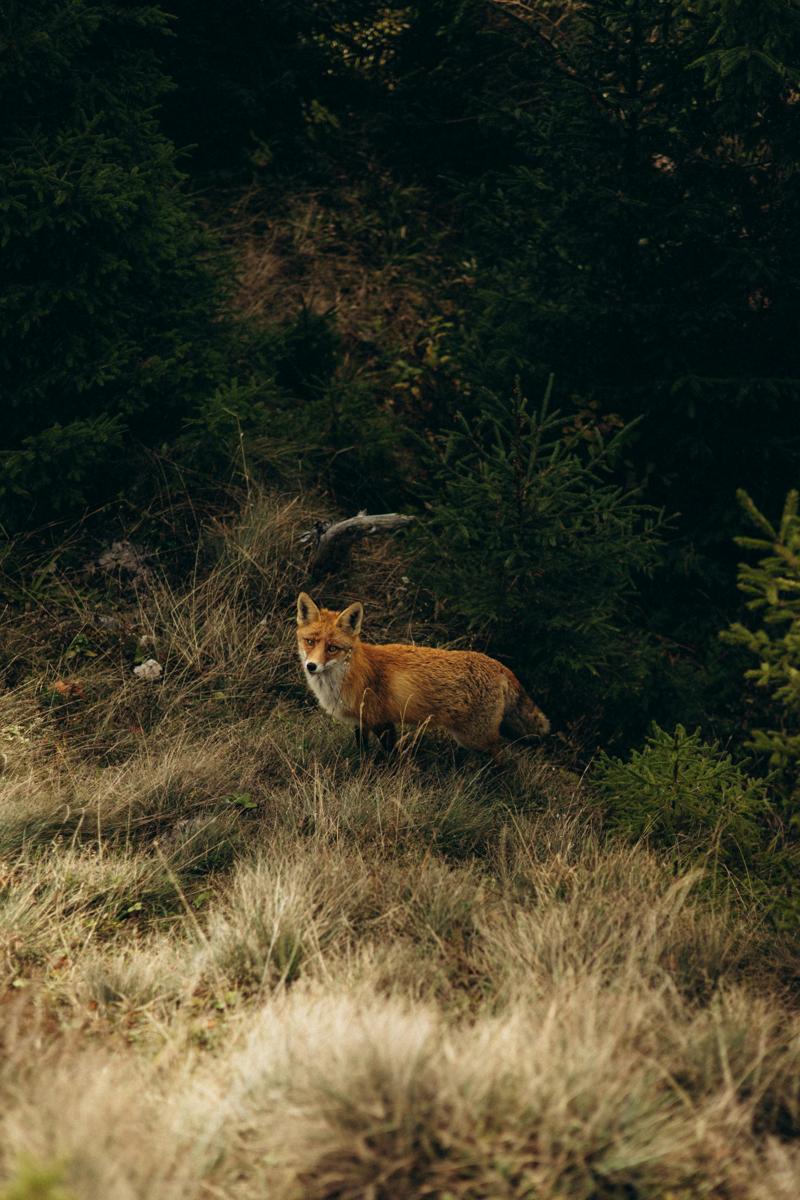 Foxes wildlife