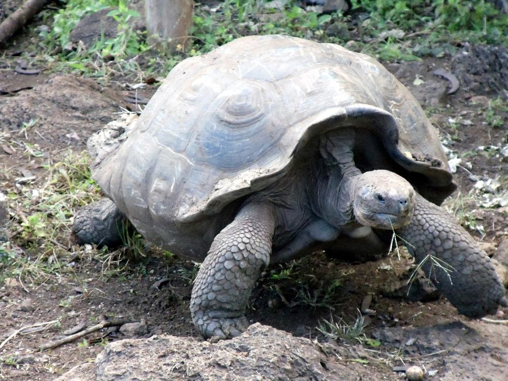 Galapagos tortoise