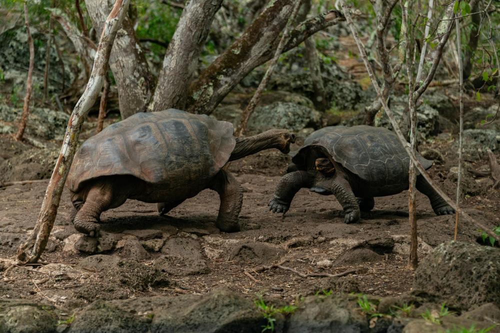 Galapagos tortoise