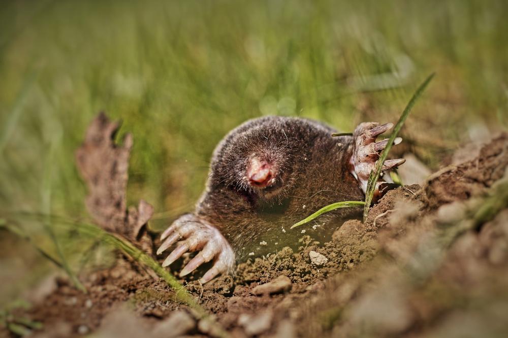 Garden mole