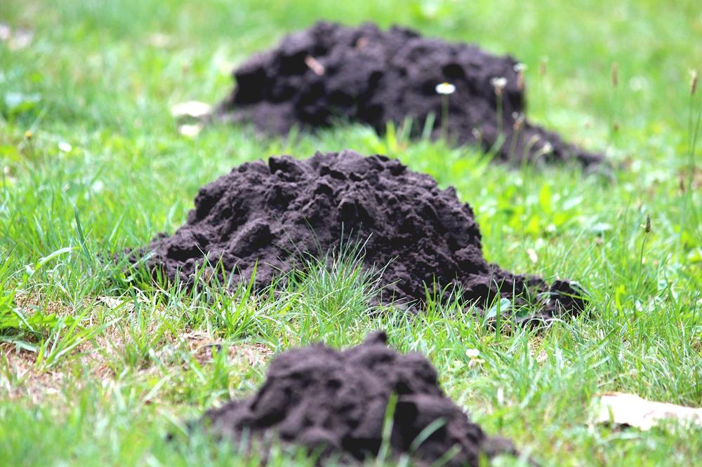 Garden mole