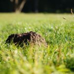 jak się odrobaczyć – klucz do zdrowia i dobrego samopoczucia