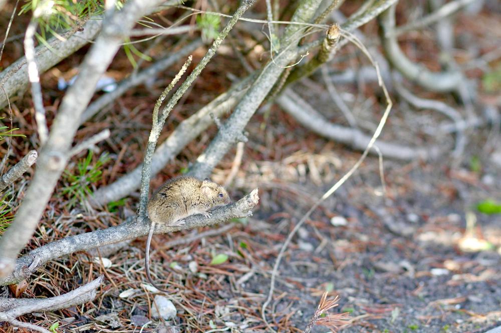 Garden vole