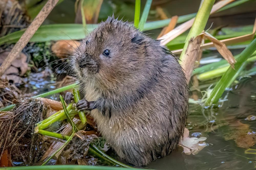 Garden vole