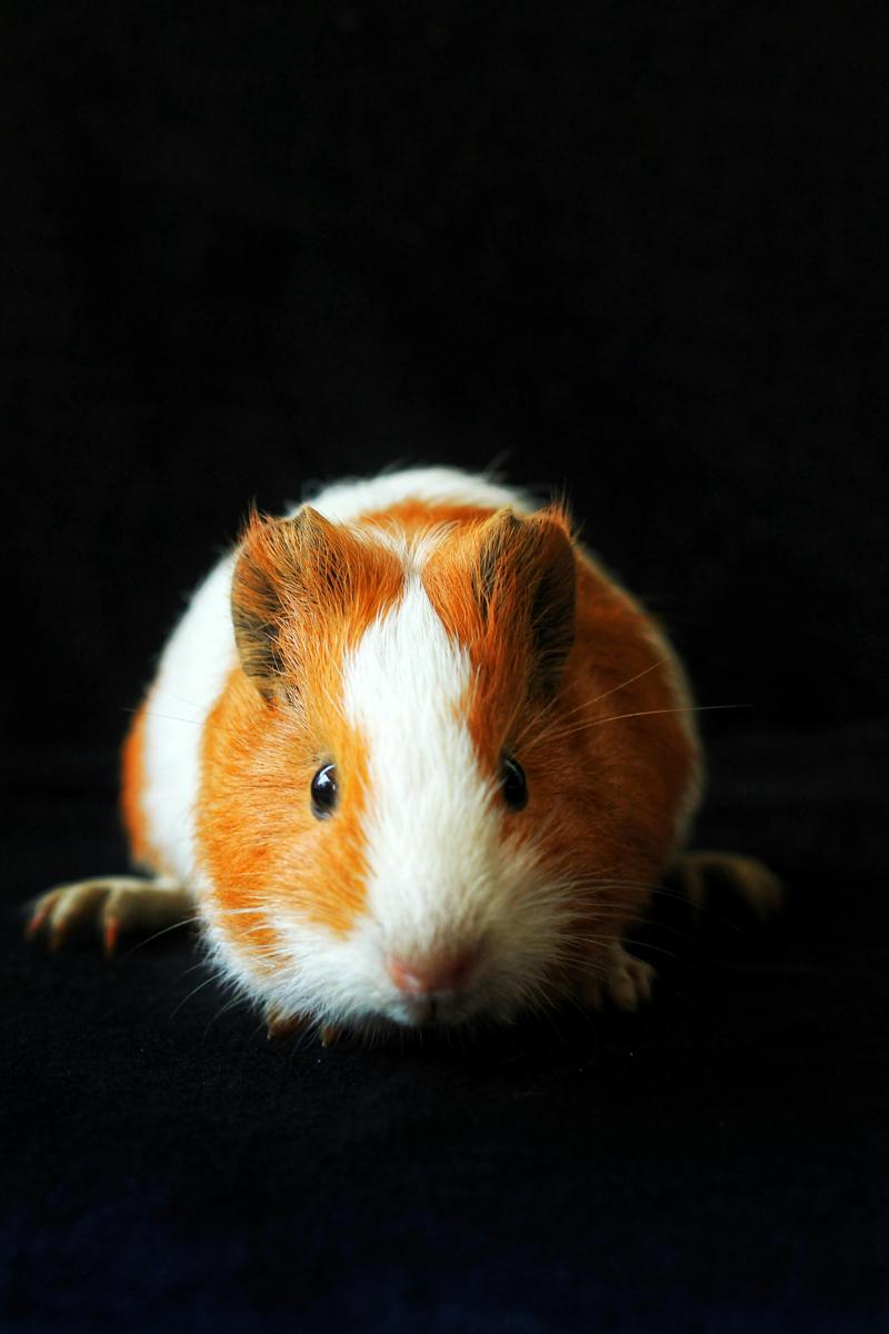 Guinea pig