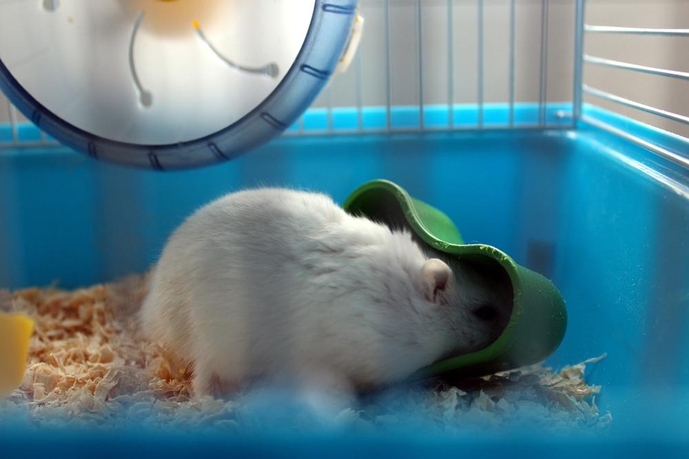 Hamster cage