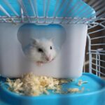 Jakie zwierzęta budzą się na wiosnę? Poznaj ssaki, ptaki i owady przywracające życie naturze