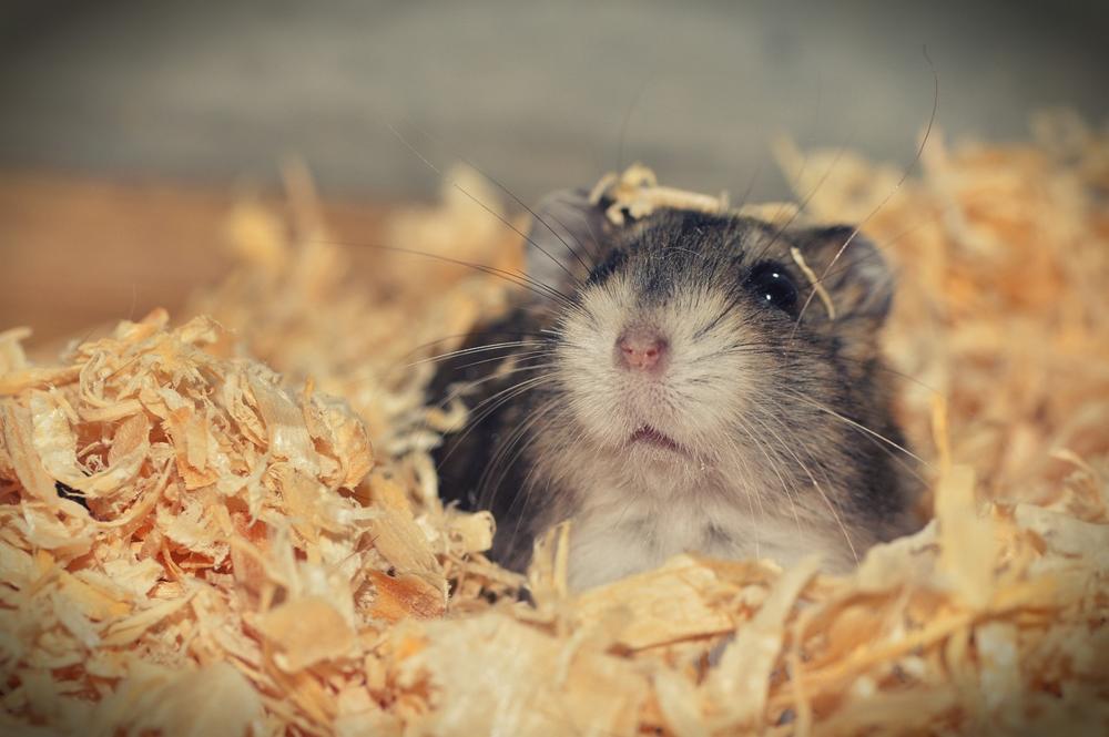 Hamster cage