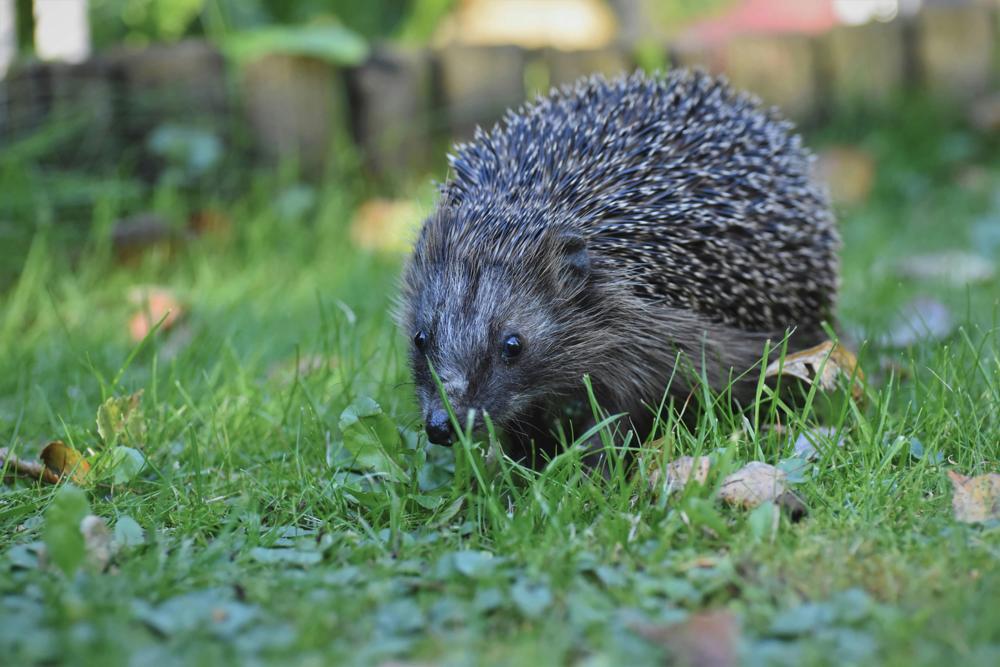 Hedgehog leaves