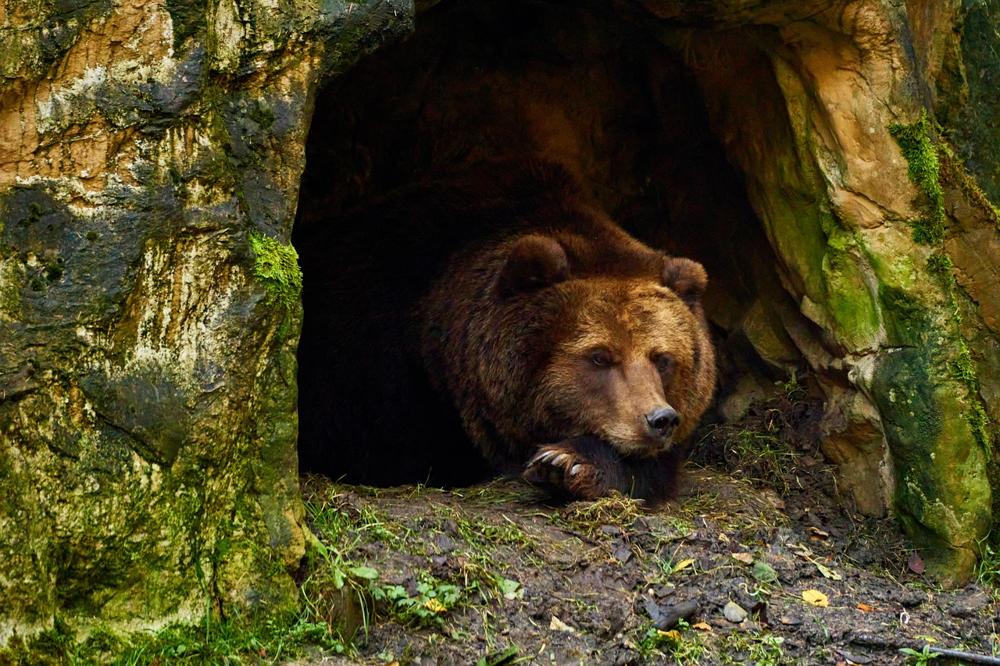 Hibernation forest