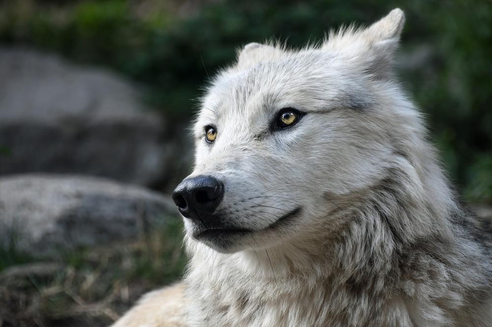 Lone wolf