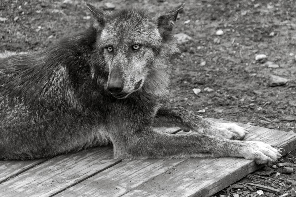 Lone wolf