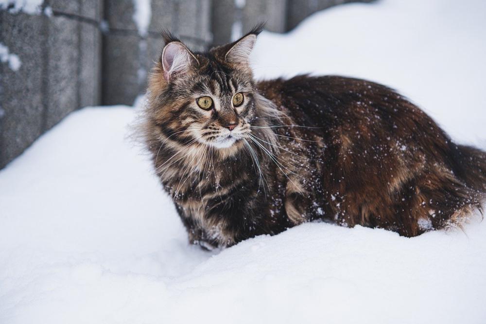 Maine Coon