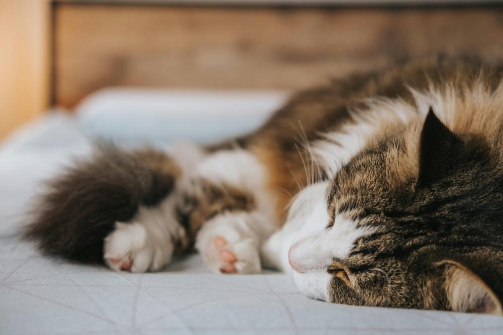 Maine Coon