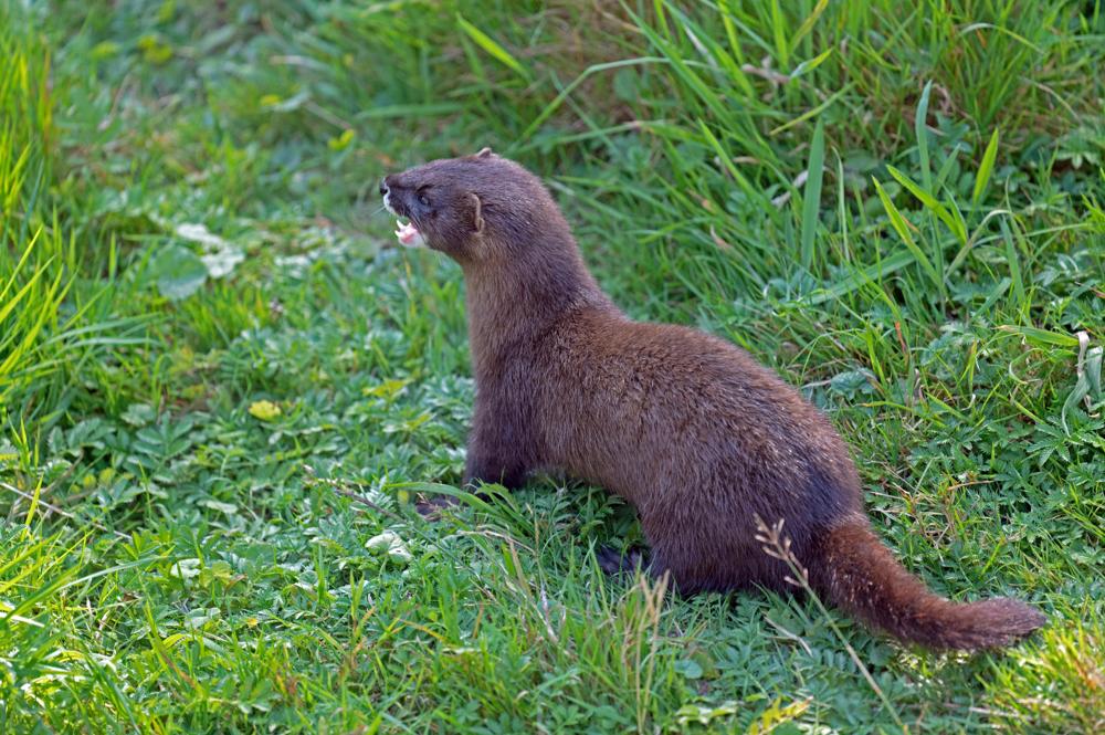 Marten deterrent
