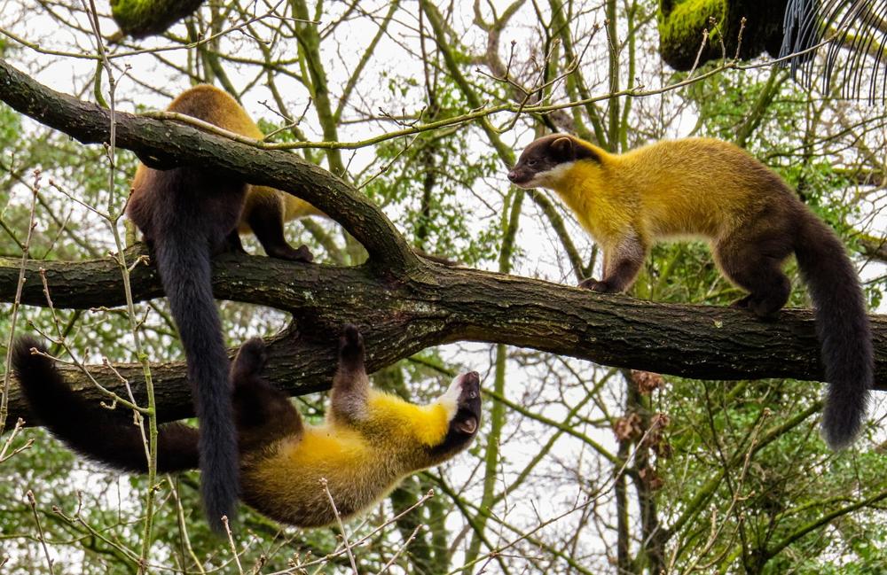 Marten deterrent