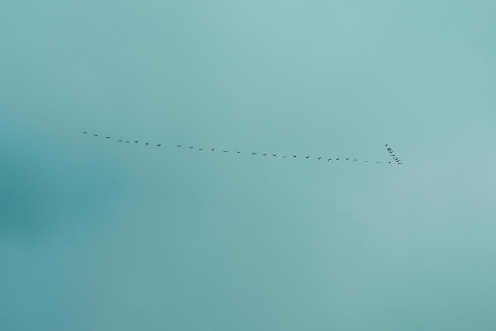 Migrating birds