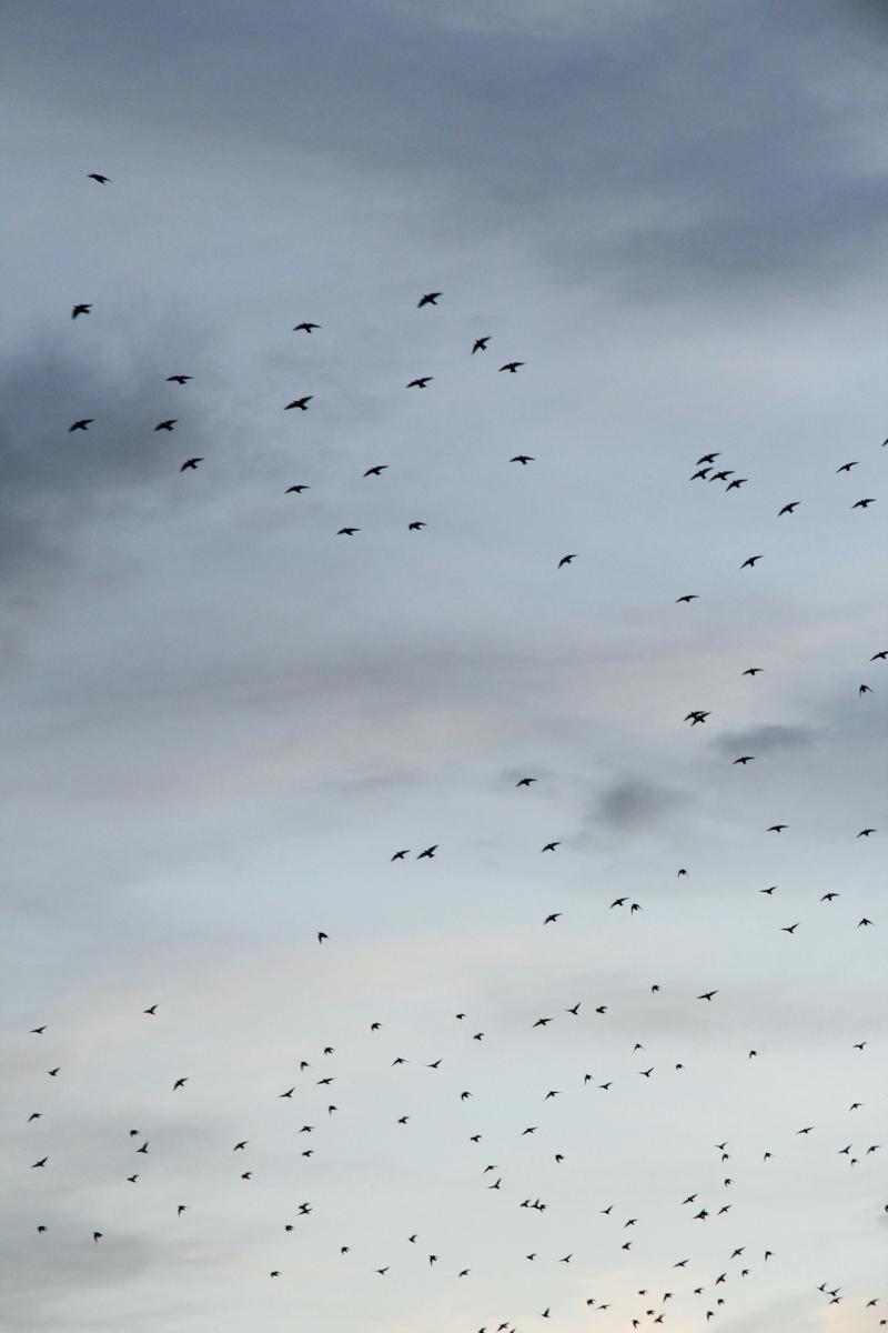 Migrating birds