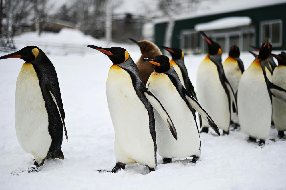 Penguins ice